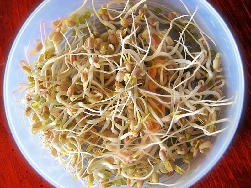 豆芽肥嫩粗壮是因为用药了吗？