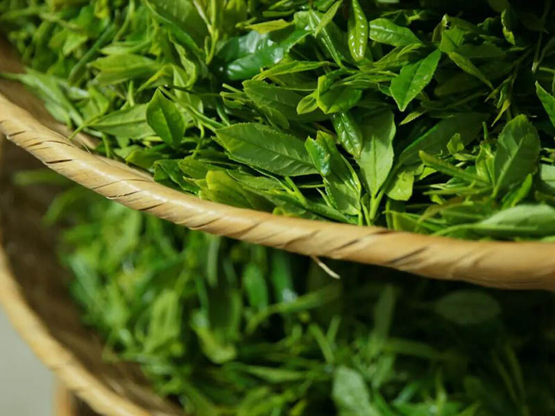 茶叶农药残留多吗（茶叶农药残留检测方法）