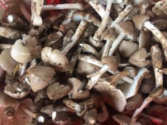 荔枝菌是什么？