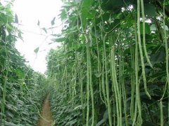 豇豆中灭蝇胺超标的原因是什么？