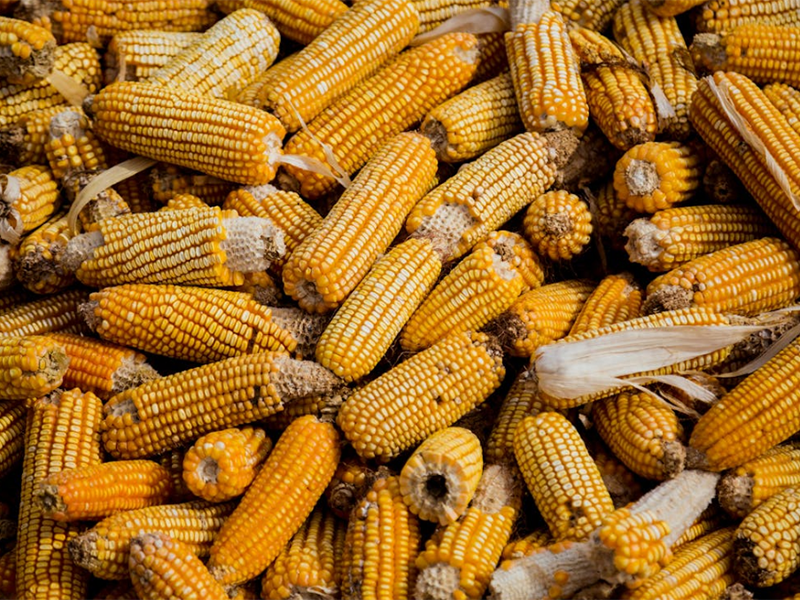 粮食真菌毒素检测仪检测范围（真菌毒素检测仪生产厂家）