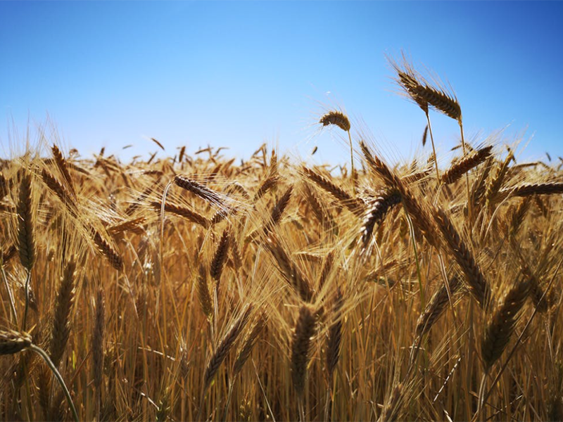 粮食重金属快速检测仪价格（粮食重金属快速检测仪检定规程）