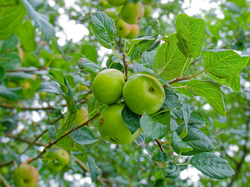 农药残留检测仪适用范围（农药残留检测仪功能特点）