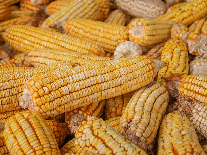 粮食真菌毒素检测仪怎么用