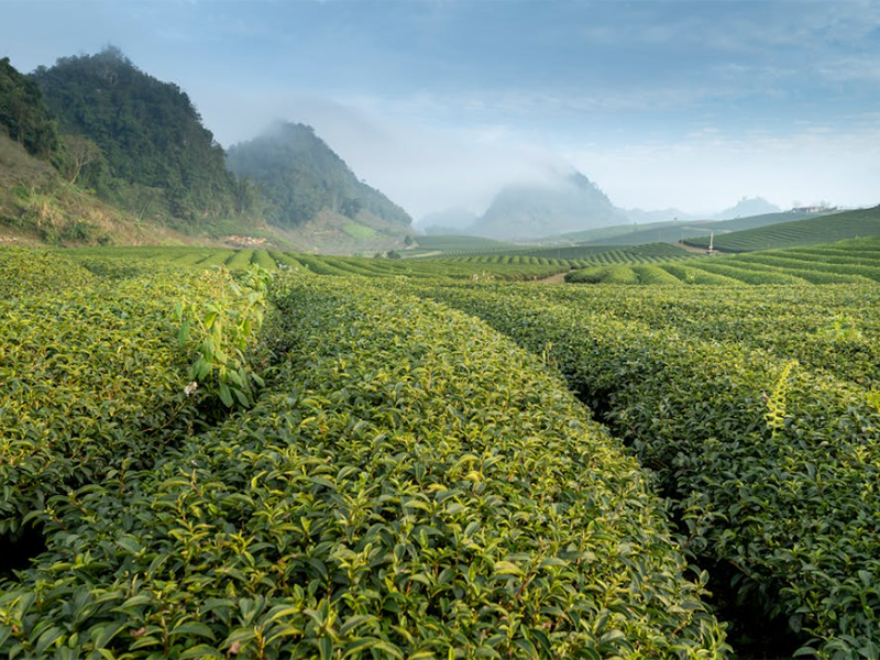茶叶农药残留检测仪有用吗（茶叶农药残留检测仪多少钱一台）