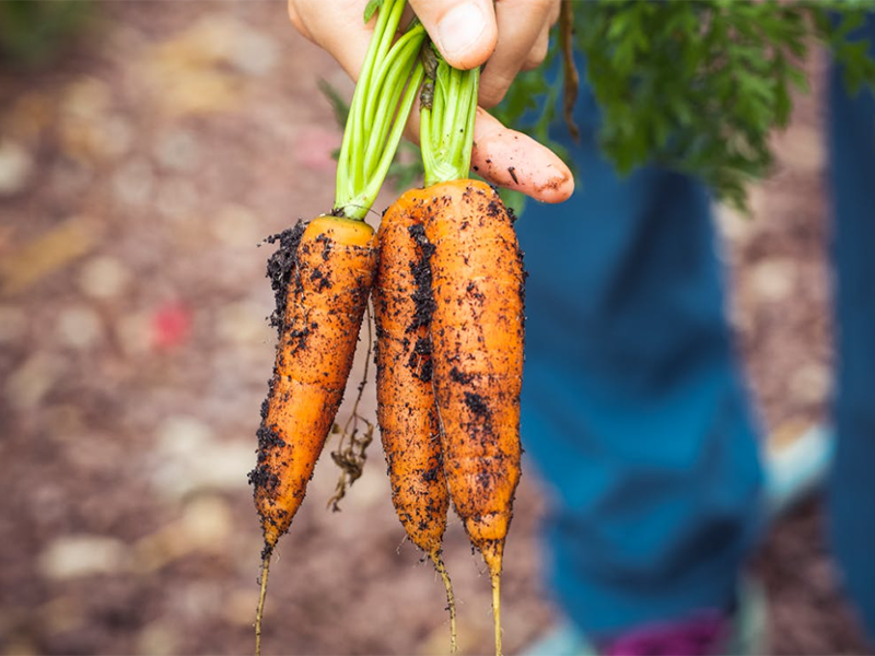 酶抑制法农药残留检测仪检测步骤（酶抑制法农药残留检测仪准确吗）