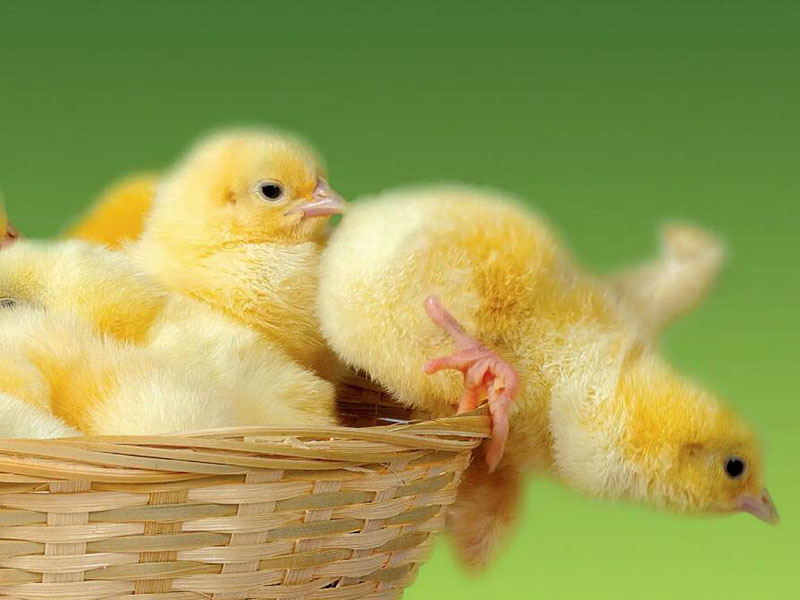 兽药残留检测仪用途（兽药残留检测仪工作原理）