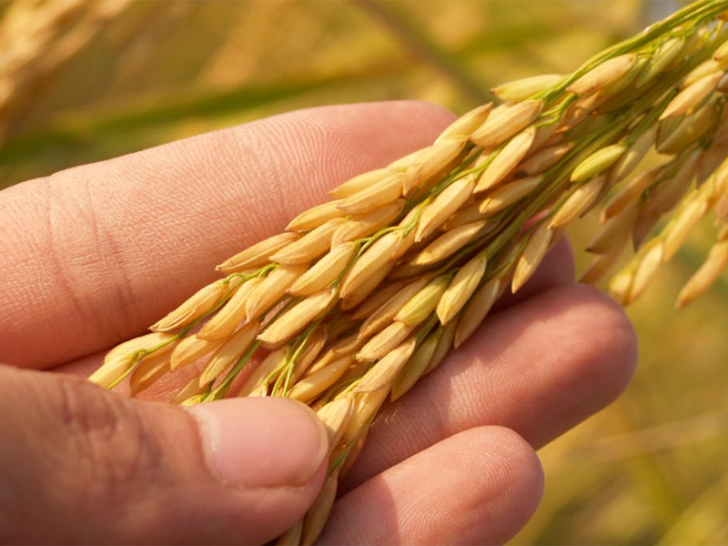 大米黄曲霉毒素限量标准（粮食黄曲霉毒素的危害）