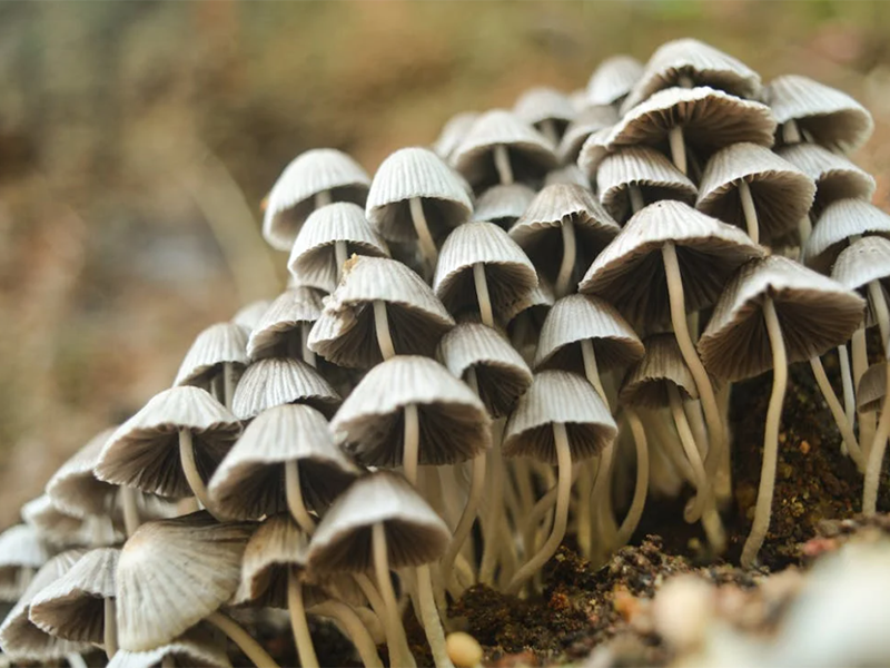 常见的农药残留有哪几种