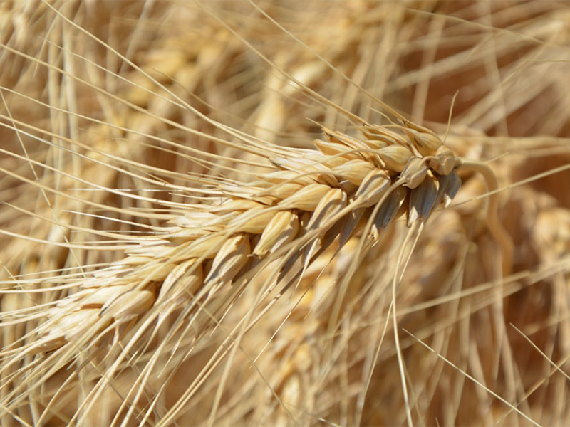 如何正确使用食品重金属检测仪